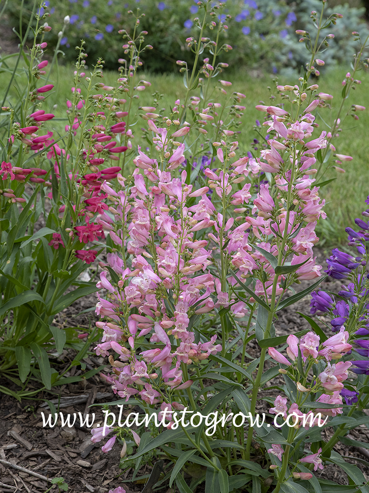 Rock Candy Pink Penstemon 
This is a second year plant.